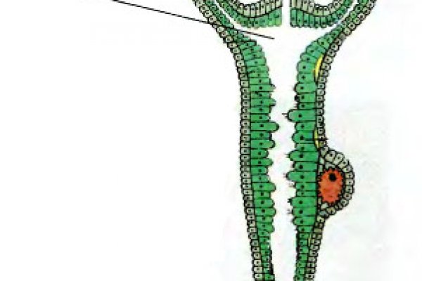 Кракен вход официальный сайт