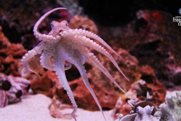 Ссылка на кракен шоп