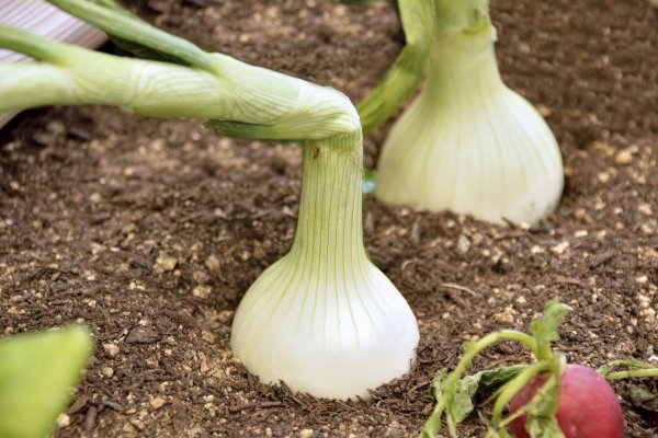 Кракен современный даркнет маркетплейс